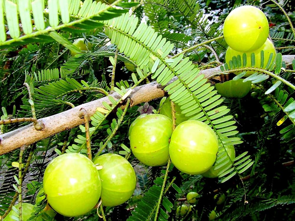 Aamlika Fruit (Amla/Indian Gooseberry)