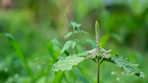 Gandira (Achyranthes aspera)