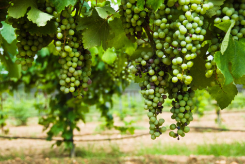 Draksha (Vitis vinifera / Grapes)