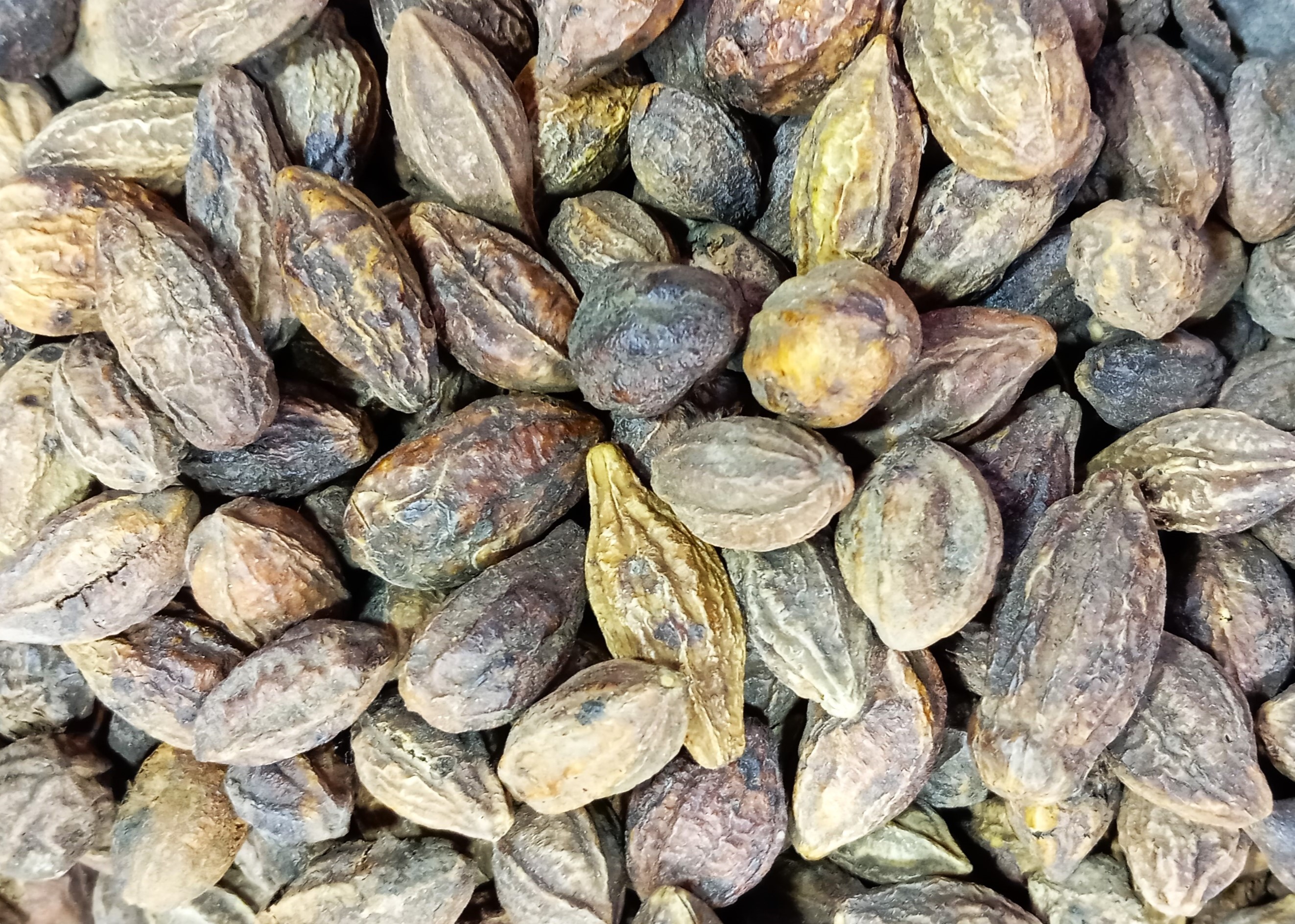 Haritaki (Terminalia chebula)