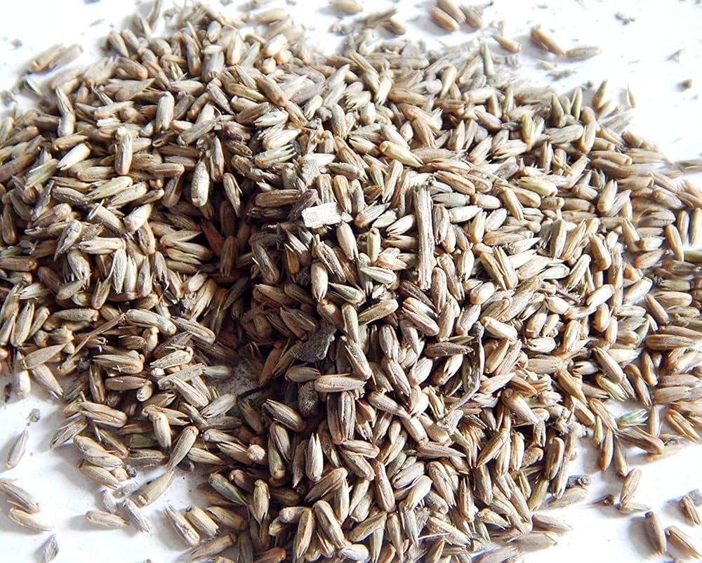 Kasni (Cichorium intybus)