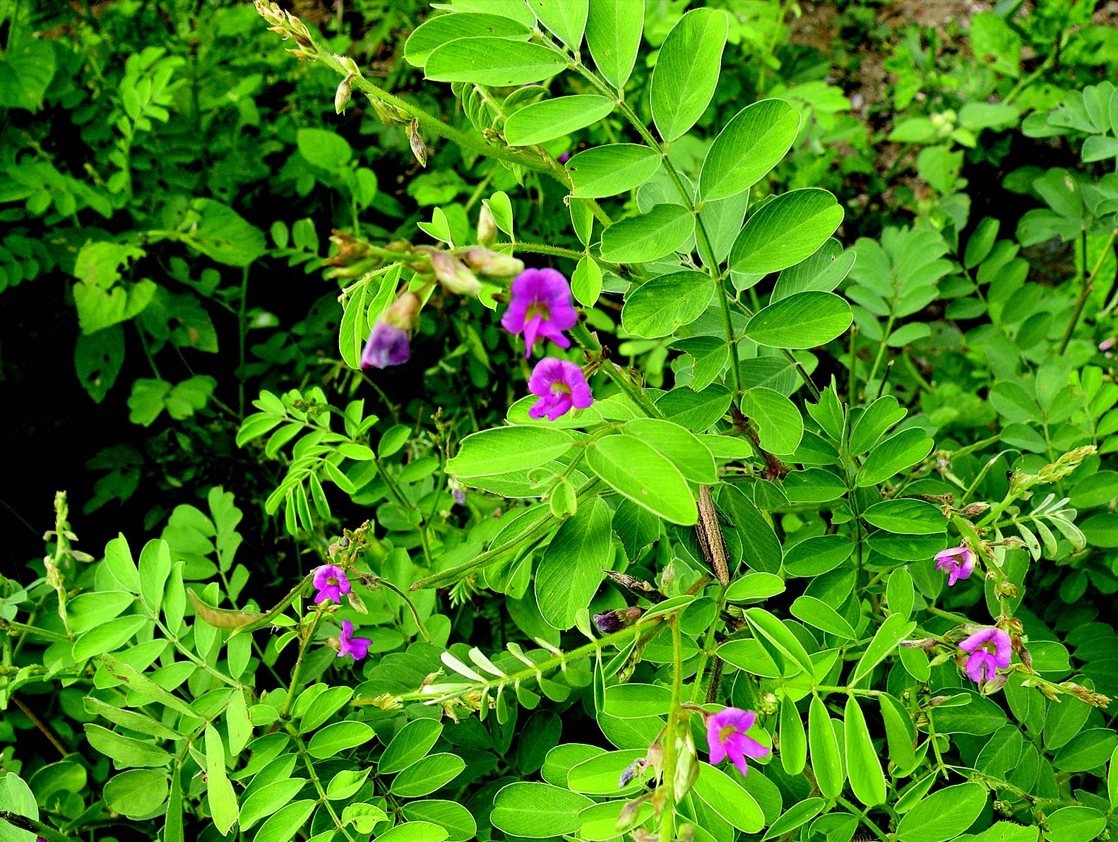 Sharpunkha (Tephrosia purpurea)