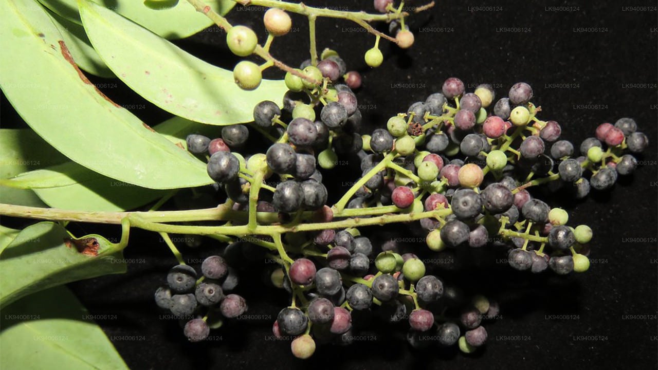 Vidang (Embelia ribes)