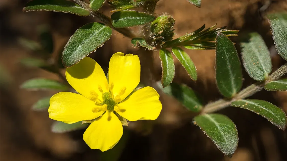 Gokshur (Tribulus terrestris)