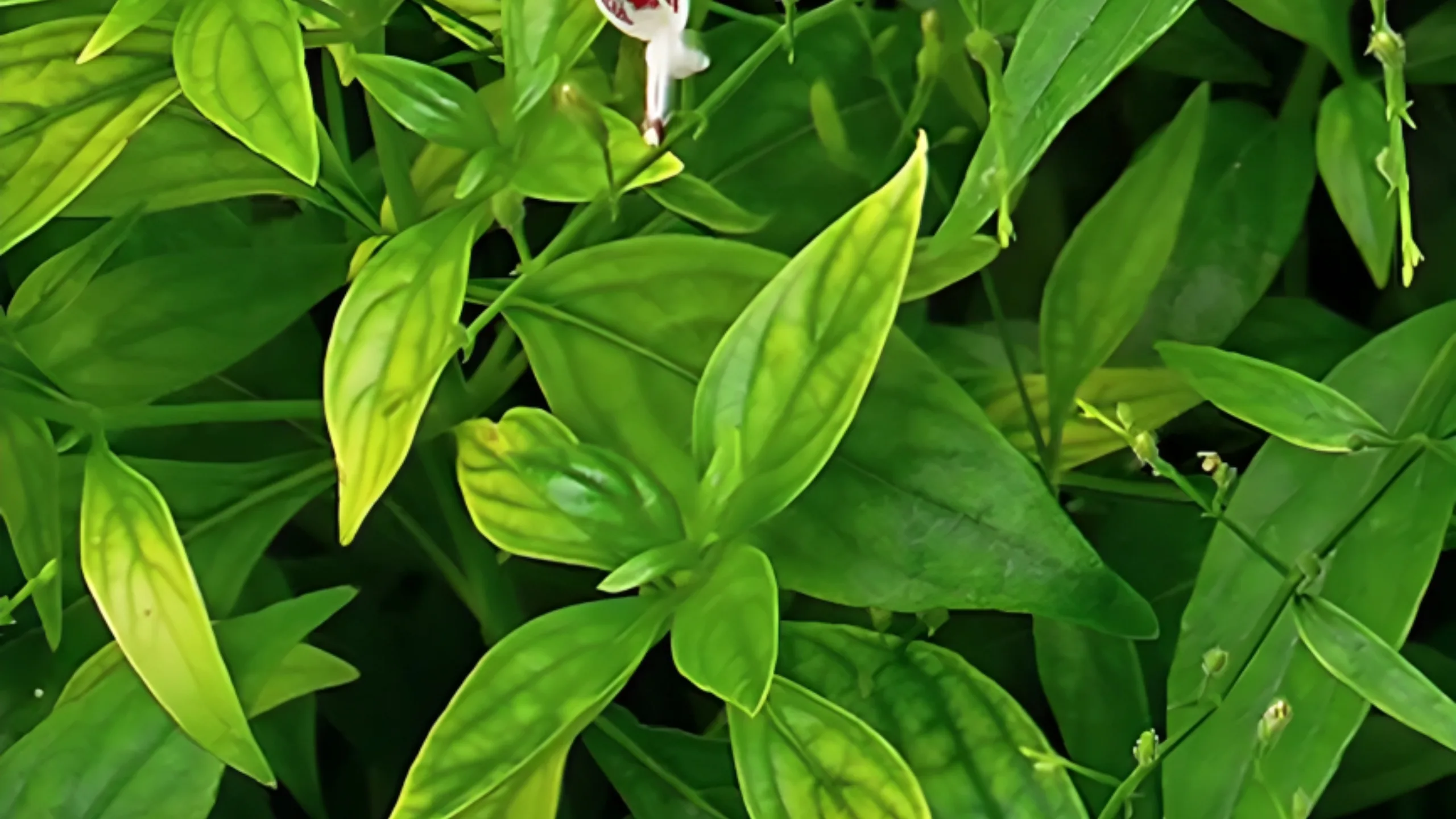 Kalmegh (Andrographis paniculata)