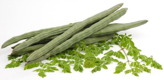 Sigru (Moringa oleifera)