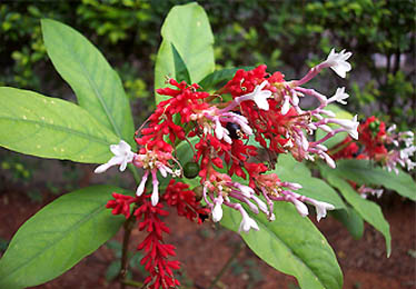 Sarpagandha (Rauwolfia serpentina)
